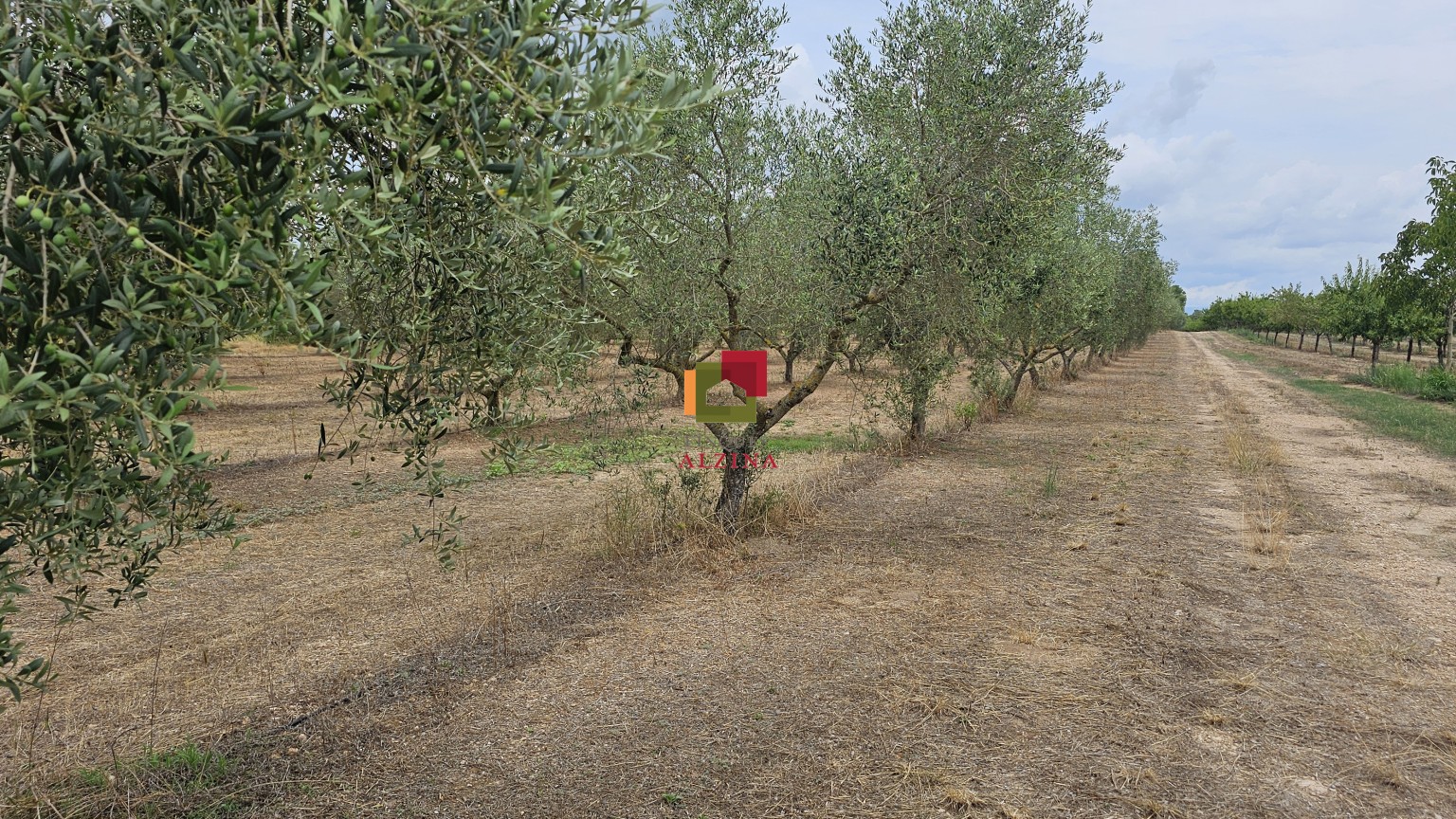 Fincas rústicas de regadío en venta en Ginestar (Móra d’Ebre, Tarragona)