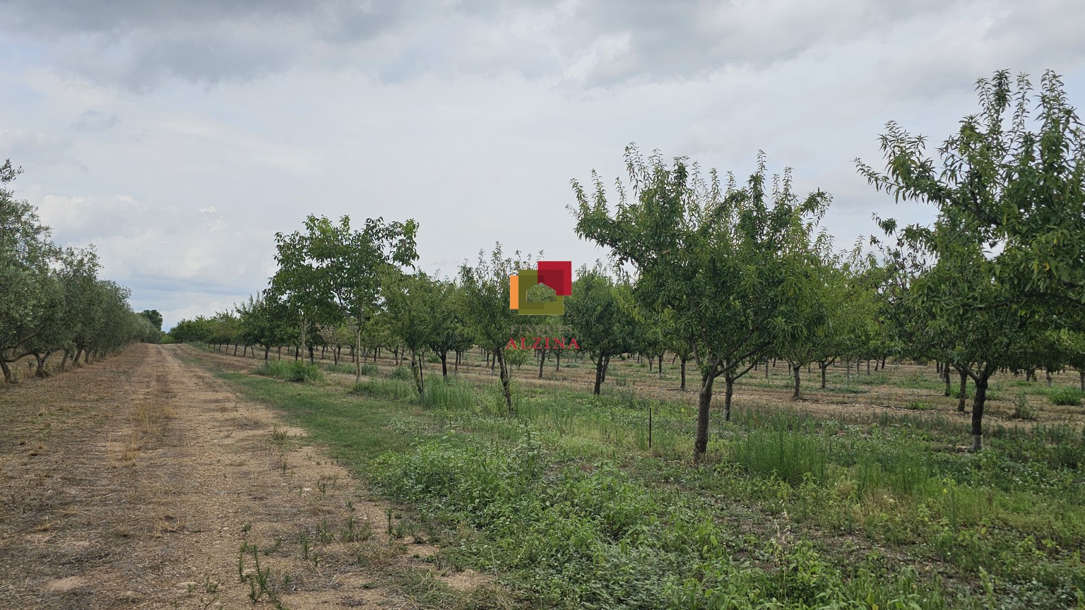 Fincas rústicas de regadío en venta en Ginestar (Móra d’Ebre, Tarragona)