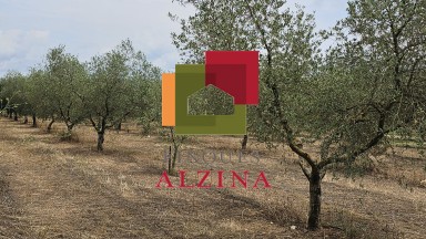 Fincas rústicas de regadío en venta en Ginestar (Móra d’Ebre, Tarragona)