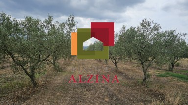 Fincas rústicas de regadío en venta en Ginestar (Móra d’Ebre, Tarragona)