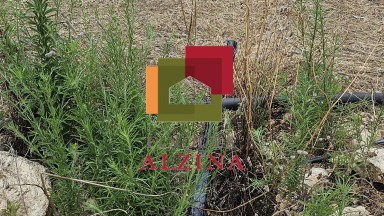 Fincas rústicas de regadío en venta en Ginestar (Móra d’Ebre, Tarragona)