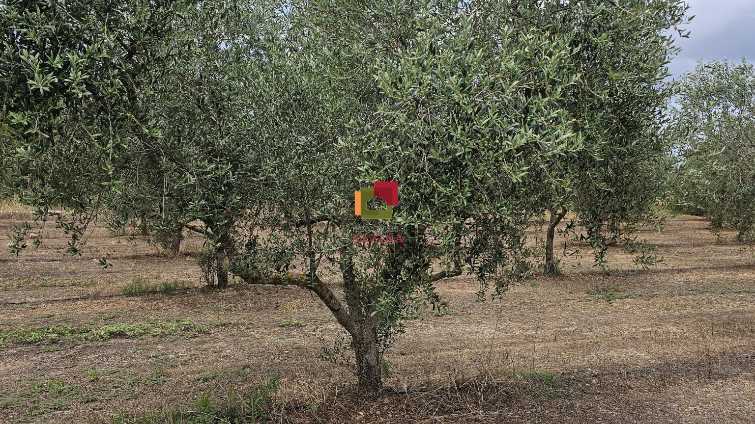 FINCA RÚSTICA DE REGADIU