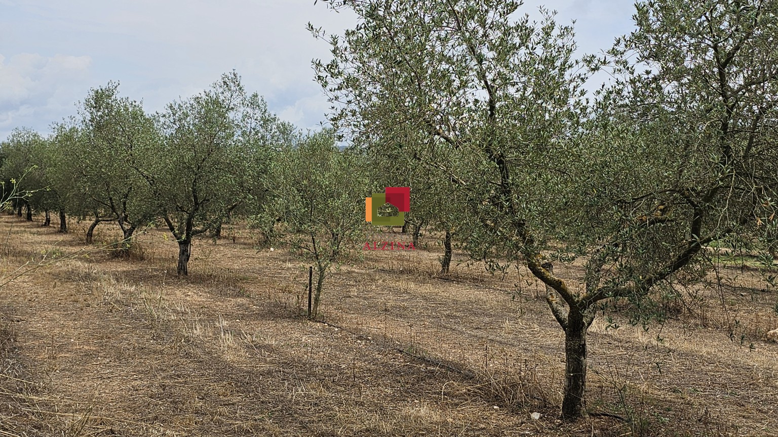 FINCA RÚSTICA DE REGADIU